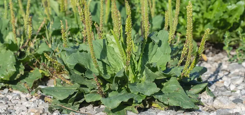 Broadleaf Plantain