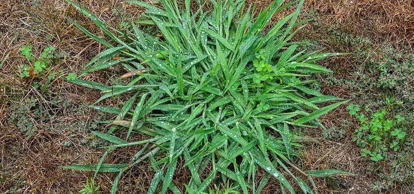 Crabgrass