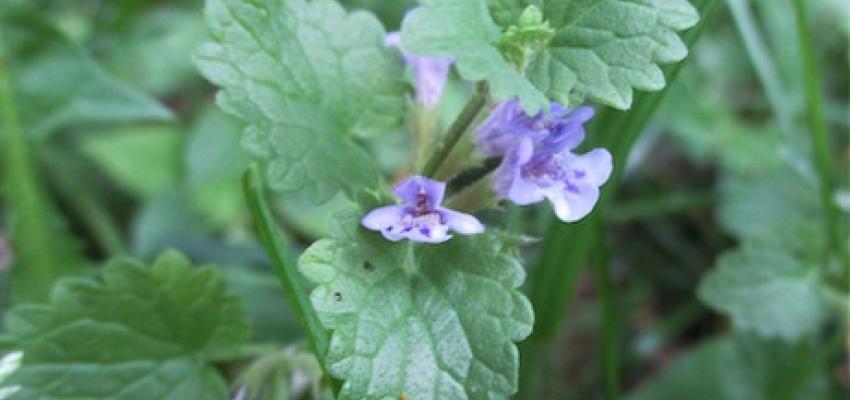 Creeping Charlie (Ground Ivy)