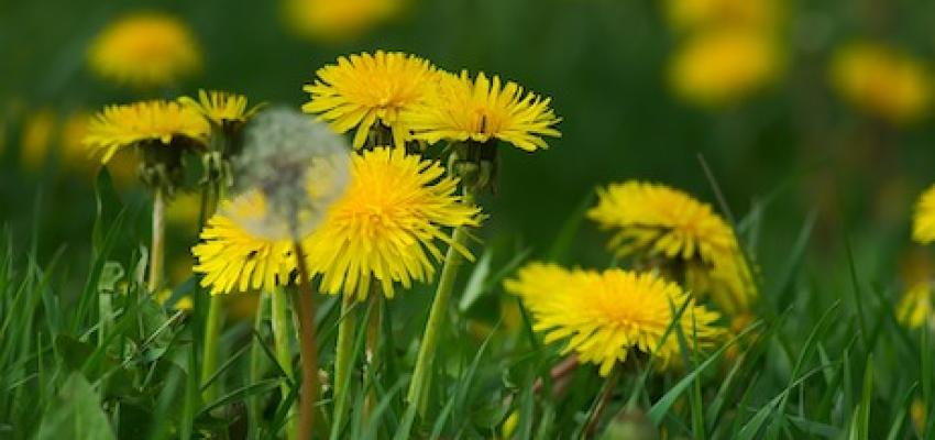 Dandelions