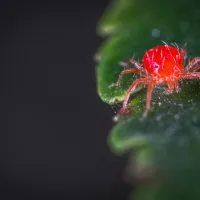 a spider mite on a leaf