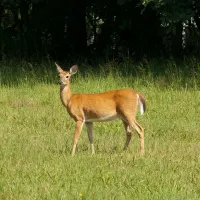 a deer in a yard