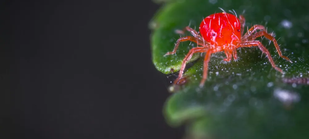 a spider mite on a leaf