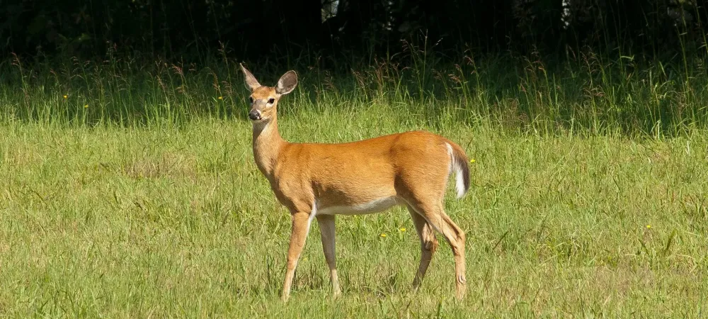 a deer in a yard