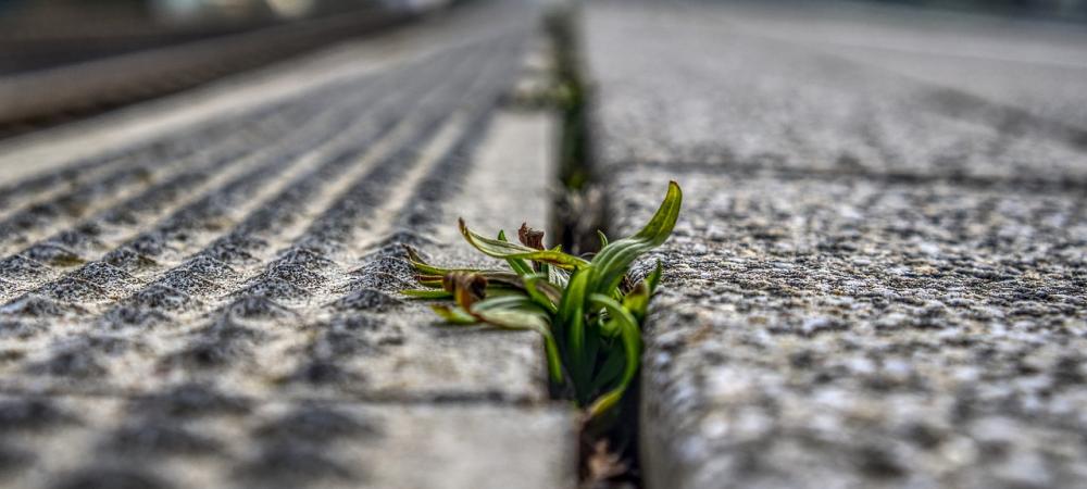 Weed Growing Through The Cracks of A Sidewalk